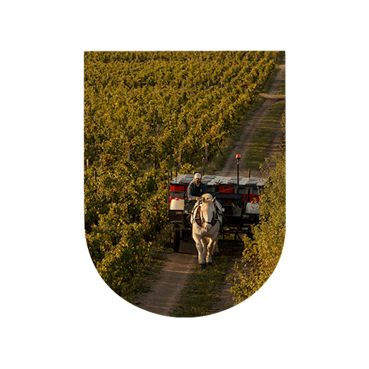 Organic wine harvest Château Pontet Canet